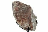 Fossil Sauropod Vertebra Section with Metal Stand - Colorado #350626-1